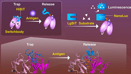 Switchbody: an enzyme fragment-fused antibody for antigen-responsive enzyme switch