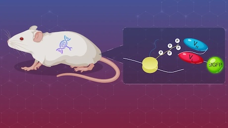 Unlocking key insights into gene expression using a novel mouse model