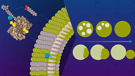 Chemistry meets biology: controlling artificial cell membranes through catalysis