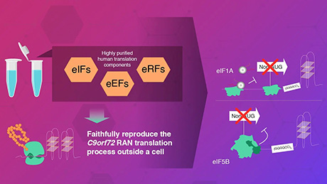 Shedding new light on abnormal protein synthesis in neurodegenerative disorders