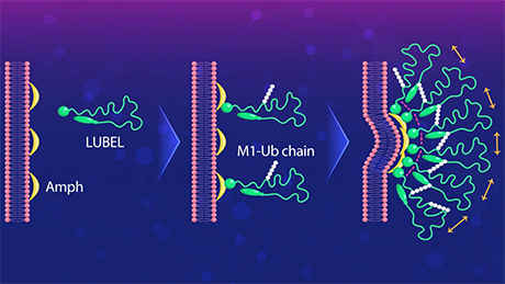Understanding the role of linear ubiquitination in T-tubule biogenesis