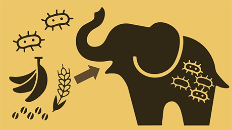 Exploring how gut bacteria alter the flavor of Black Ivory coffee beans