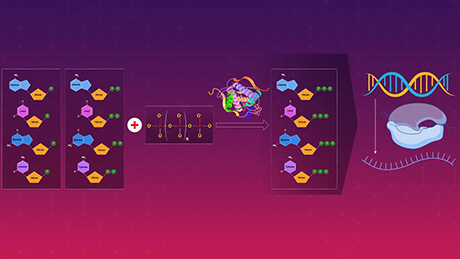 MAN PPK2: A "universal" enzyme for the production of RNA building blocks
