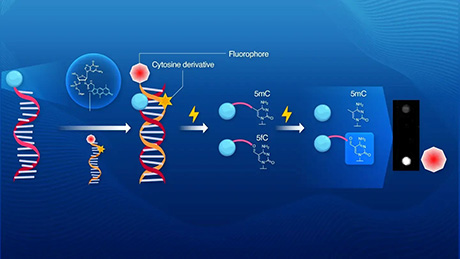 Novel photoreactive probe enables sensitive detection of epigenetic intermediates
