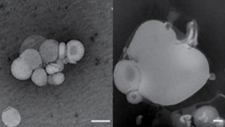 How early cell membranes may have shaped the origins of life