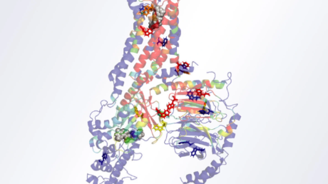 Researchers use NMR, mathematical modelling and simulations to reveal how a tryptophan-rich allosteric communication network helps activate a major drug target receptor