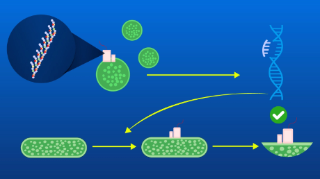 Genetic engineering of cyanobacteria for the production of sulfated polysaccharide