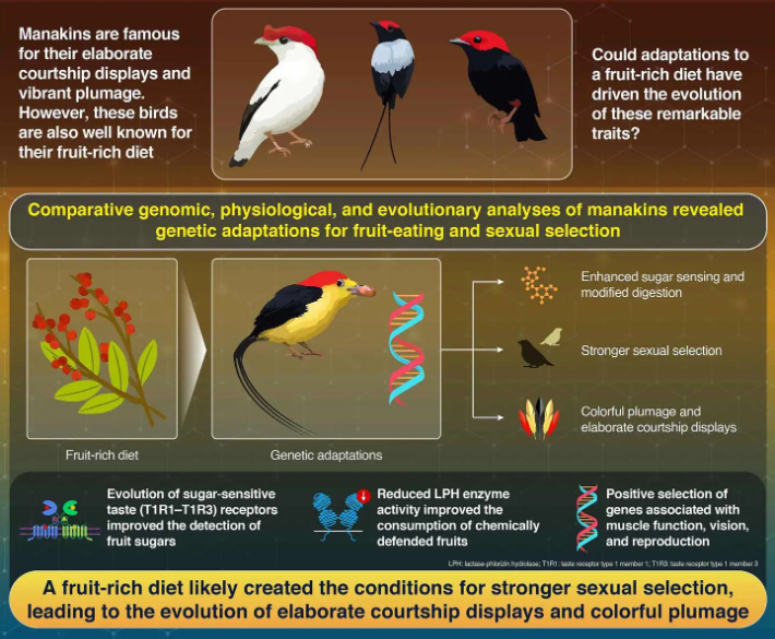 Genomic and Physiological Changes in a Sexually Selected and Frugivorous Bird Radiation