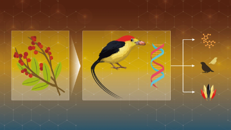 From fruits to feathers: how a fruit-rich diet shaped the evolution of manakins