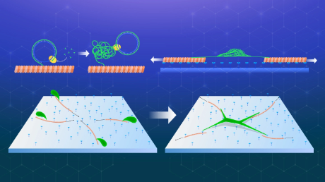 The dynamic duo: “weaving” hierarchical DNA materials with two classes of biomolecular nanomachines