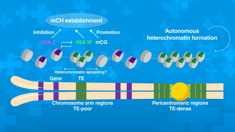 How plants selectively silence jumping genes while protecting essential genes