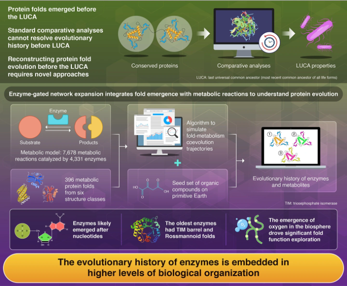 The history of enzyme evolution embedded in metabolism