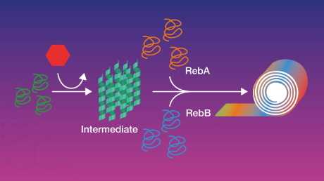 Uncovering the assembly mechanism of the extensible R-bodies