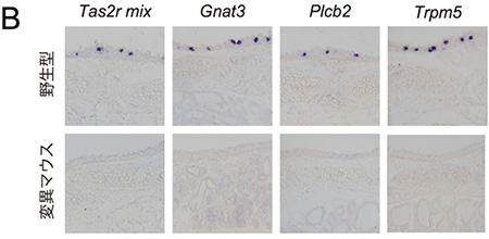 B. 気管のTrpm5陽性化学感覚細胞には、味覚に必要な遺伝子（Tas2r:苦味受容体、Gnat3, Plcb2, Trpm5: 味覚情報伝達分子）が発現していた（上段：野生型）。Skn-1aノックアウトマウス（下段：変異マウス）では、これら味覚関連分子の発現が消失していた。