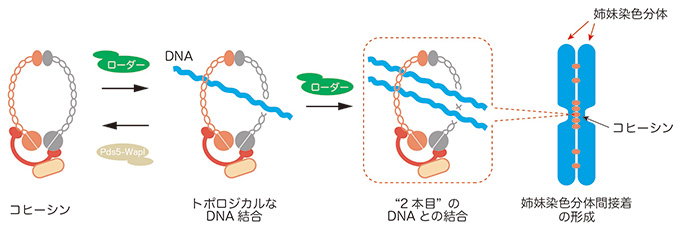 コヒーシンによる姉妹染色分体間接着の形成モデル。