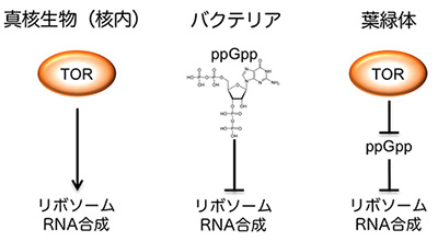図2. 真核生物の核内、バクテリア、葉緑体におけるリボソームRNA合成調節の概略図。葉緑体では、TORキナーゼとppGppによる調節の仕組みが連結され、1つの調節系としてリボソームRNA合成がコントロールされている。