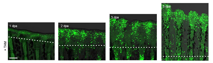 ゼブラフィッシュのヒレにおける再生上皮細胞の遺伝的標識と細胞追跡
