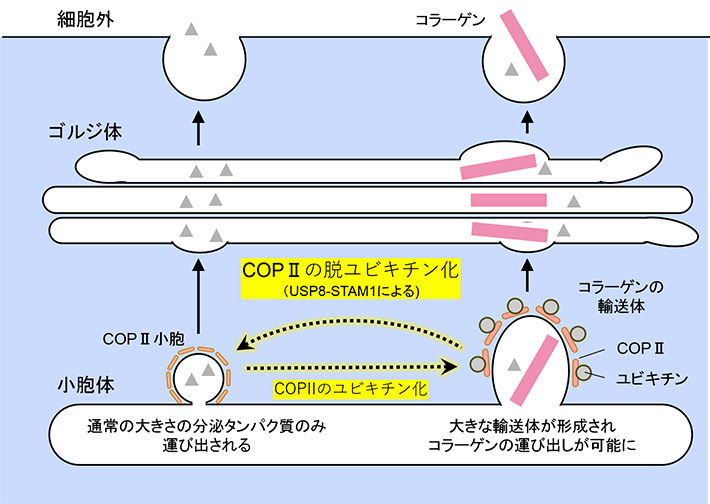 COPIIのユビキチン化と脱ユビキチン化によるコラーゲンの細胞内輸送の制御