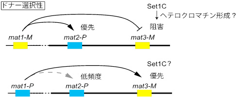 図2. Set1Cによるドナー選択制御モデル