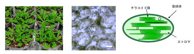 シロイヌナズナの緑葉、表皮細胞（白バー：20 μm）と葉緑体模式図