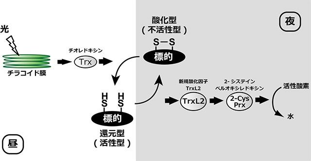 図4. 新たに解明したTrxL2による酸化経路