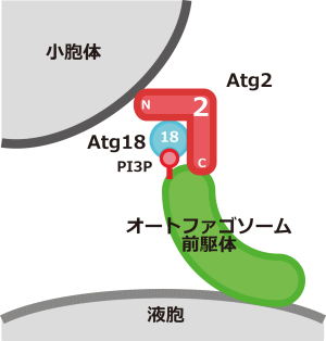 Atg2-Atg18複合体はオートファゴソーム前駆体を小胞体につなぎとめる