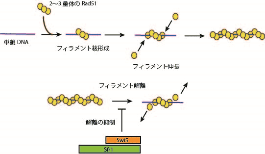 Rad51-単鎖DNAフィラメント形成モデルとSwi5-Sfr1タンパク質による安定化