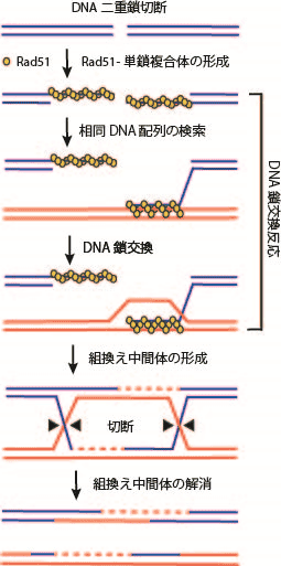 相同組換えによるDNA二重鎖切断の修復モデル