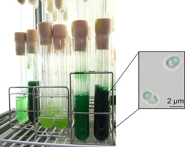 単細胞紅藻シゾンの細胞と実験室における培養の様子