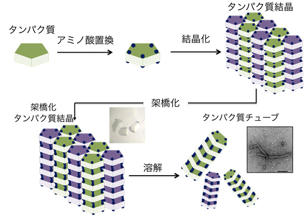 タンパク質結晶からのチューブ構造の切り出しの反応概念図