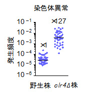 メチル化酵素Clr4がないと高頻度で染色体異常が起きる