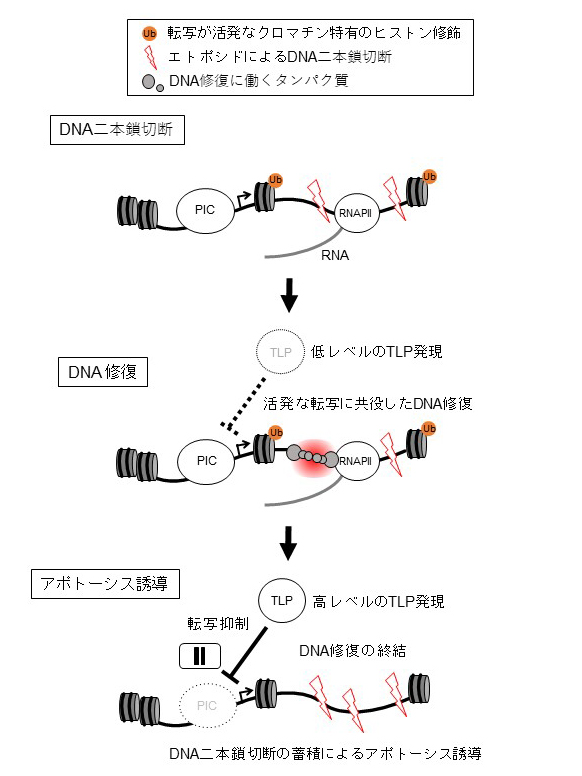 DNA二本鎖切断によるアポトーシス誘導過程におけるTLPの役割を表したモデル図。