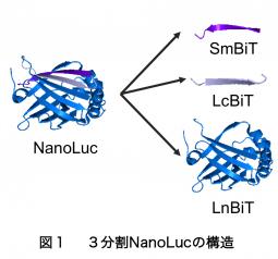 図1 3分割NanoLucの構造