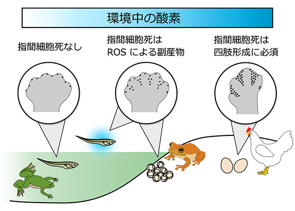 図2.</strong>「指間細胞死」という発生システムが誕生するまでのモデル。「指間細胞死」は、陸で幼生期を過ごす四肢動物が出現したことで生成された活性酸素種による副産物として誕生したのであろう。羊膜類になると、「指間細胞死」は手足の形作りに必須なプロセスとなった。