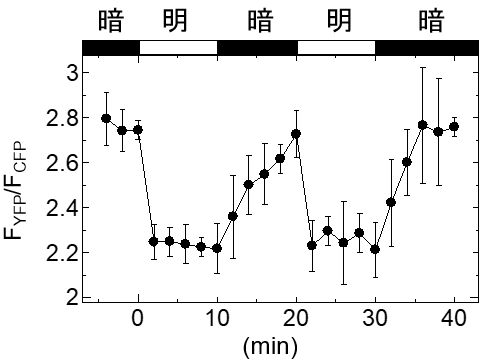 図3. シロイヌナズナ緑葉中のCROSTの明暗条件による蛍光変化