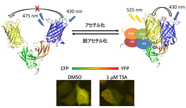 内在性のH3K9acを蛍光色変化として検出する細胞内抗体プローブH3K9ac FRET-mintbodyの模式図（上）と、ヒストン脱アセチル化阻害剤トリコスタチンA （TSA）添加の有無によるプローブ発現細胞の蛍光色変化（下）