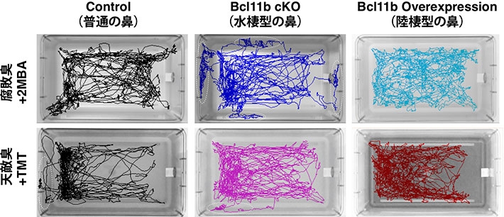 図2.Bcl11bの機能欠損変異と機能獲得変異によってマウスが感じる匂いの世界は大きく変化