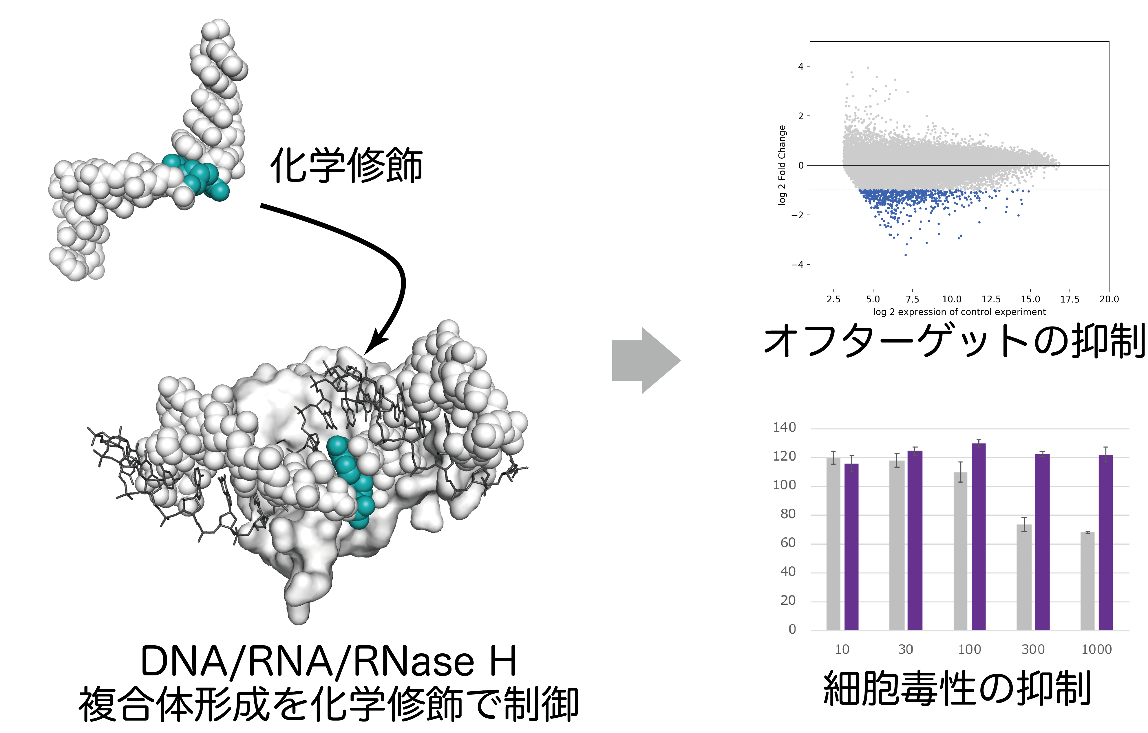 RNase H依存アンチセンス核酸のオフターゲット効果の抑制にむけ、メカニズムに基づく化学修飾を開発し、オフターゲット効果や細胞毒性の抑制に成功した。