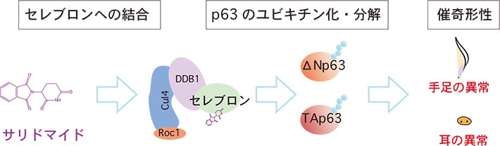 サリドマイド催奇形性のモデル図。まずサリドマイドがセレブロン（CRBN）に結合すると新たにp63タンパク質（ΔNp63、TAp63）を認識し、分解を誘導する。ΔNp63が分解されると四肢・胸びれの形成に重要なFgf8などの発現が低下し、手足の奇形が引き起こされる。一方、TAp63が分解されると、聴覚神経の形成に重要なAtoh1などの発現が低下し、耳の形成異常が引き起こされる。