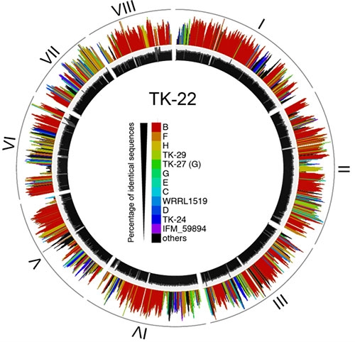 TK-22株（クレードA）ゲノムの交雑解析