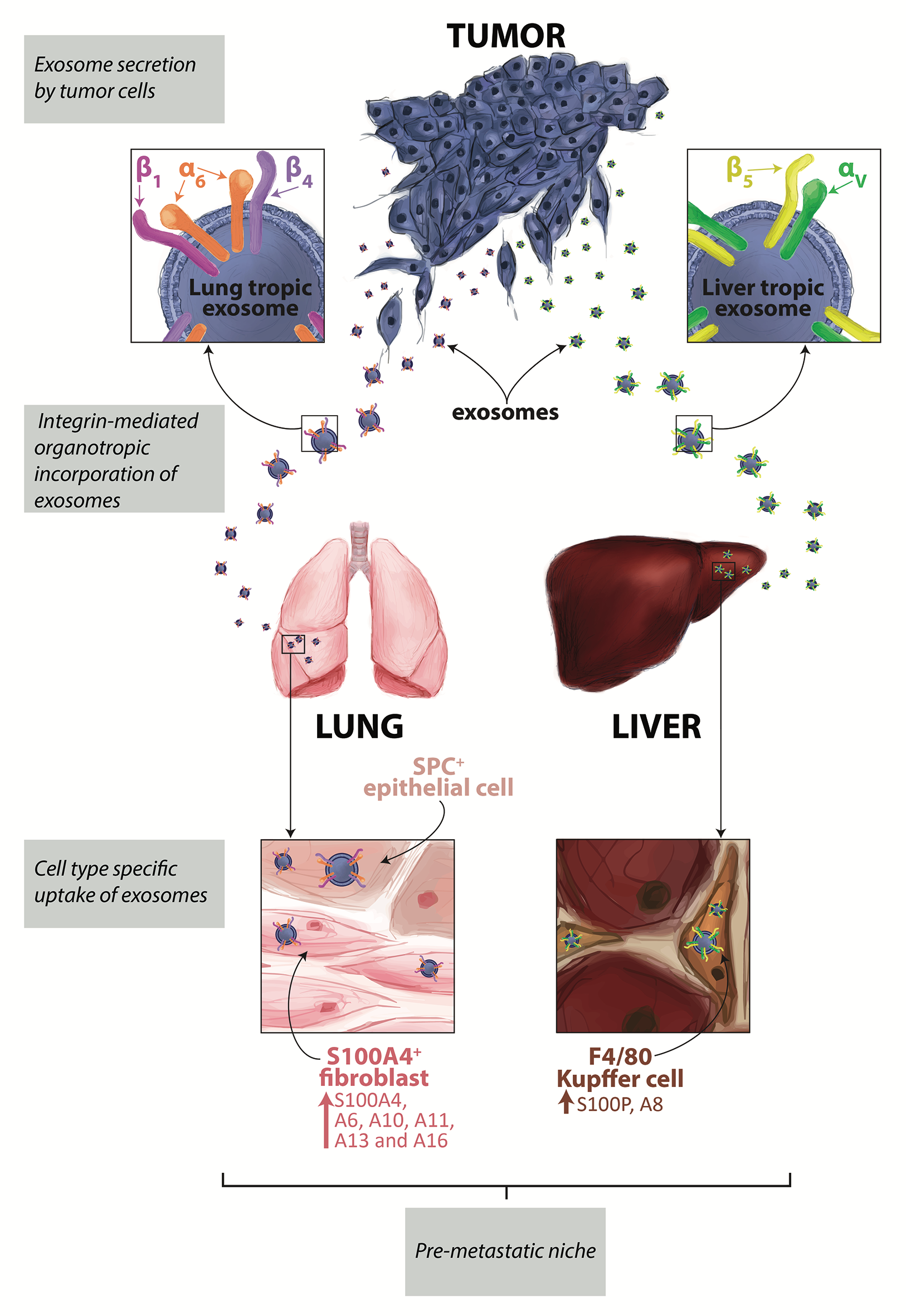 Cancer-derived exosomes determine future site of metastasis