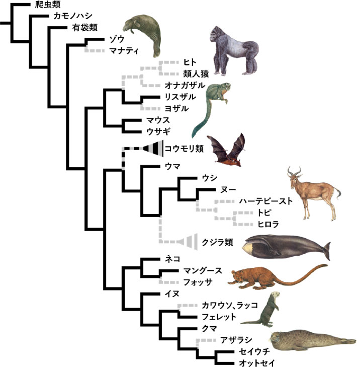 図1. 哺乳類の系統樹とフェロモン受容機構の収斂的な退化