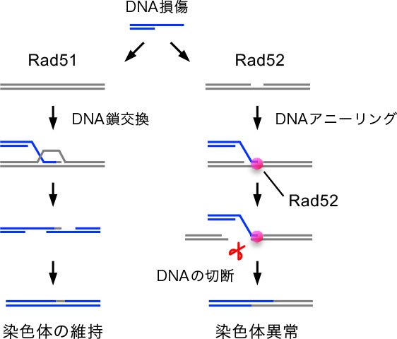 図1. Rad51によるDNA鎖交換を介した染色体の維持（左）とRad52によるDNAアニーリングを介した染色体異常（右）