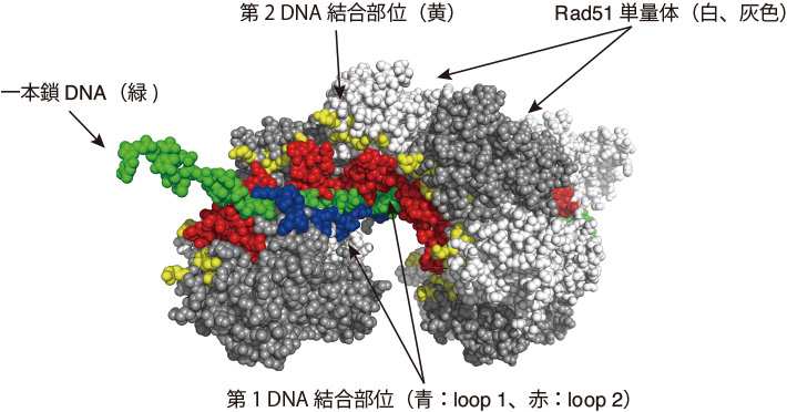 図2. Rad51・一本鎖DNAフィラメントの立体構造モデル。