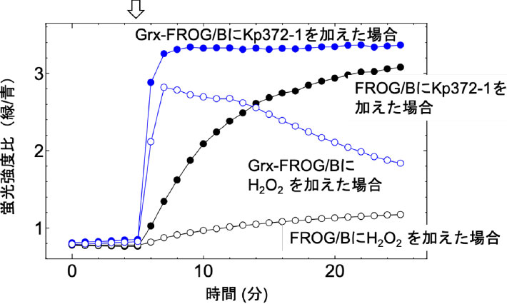 図2. Kp372-1とH2O2によるHeLa細胞内のFROG/Bの酸化シグナルの変化グルタレドキシン（Grx）を融合したセンサーの応答は圧倒的に速くなる。