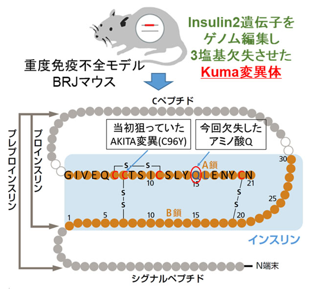 図1. CRISPR/Cas9システムを用いたKuma変異をもつマウスの樹立