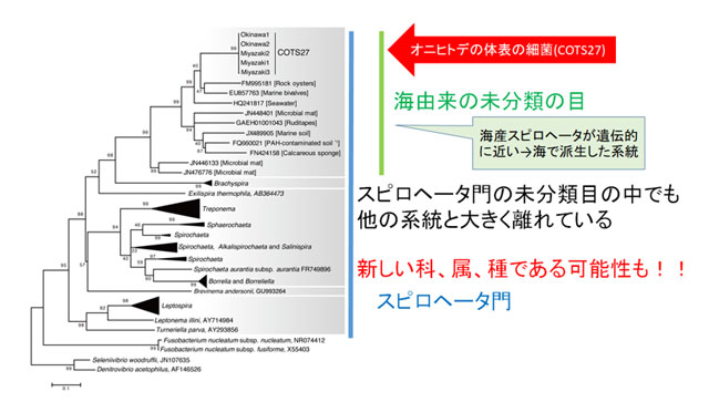 図4. ゲノムの部分配列で構築した新規発見の細菌（COTS27）の系統樹