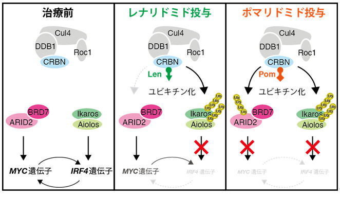 図1. 本研究で明らかになったポマリドミド（Pom）の多発性骨髄腫に対する薬効の作用機序。MYC遺伝子とIRF4遺伝子は共に多発性骨髄腫の「アキレス腱」として知られている。レナリドミド（Len）はセレブロン（CRBN）を介してIkarosとAiolosを分解するが、ARID2を分解することはできない。ARID2が高発現している多発性骨髄腫は、PBAF経路が残存しているためレナリドミド抵抗性を示す。ポマリドミドはIkarosとAiolosに加えてARID2も分解し、優れた抗骨髄腫作用を示す。