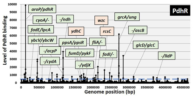 図1. 本研究グループにより独自に開発されたGenomic SELEX法を用いて同定されたPdhRのゲノム上結合領域および主要な制御標的遺伝子群。