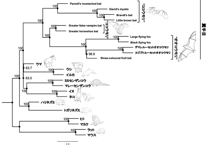 図1. オオコウモリとココウモリと他の哺乳類の系統関係